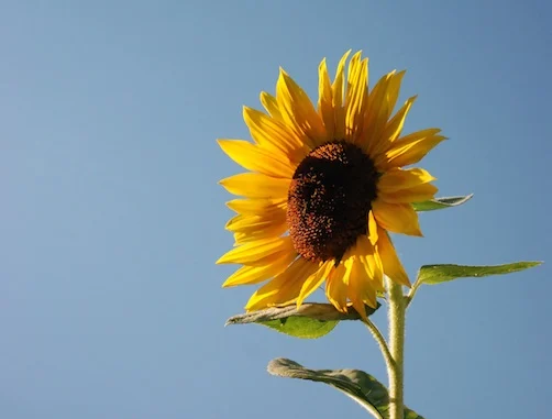 Summer Seminar is coming