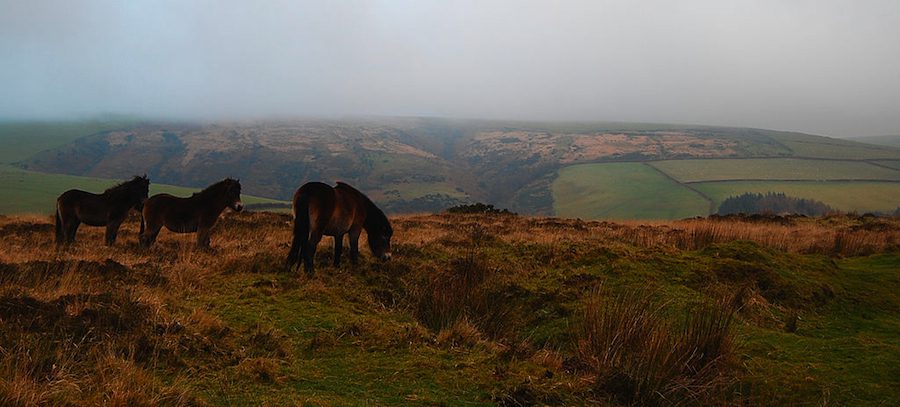 Exmoor ponies on a misty day
