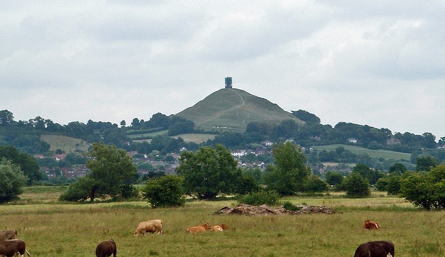Glastonbury Tor from a distance, with cows in the foreground.